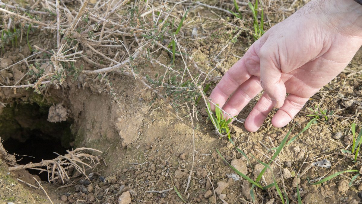 Brots d’ordi mossegats per conills al costat de la boca d’un cau en una imatge d'arxiu. - LAIA PEDRÒS