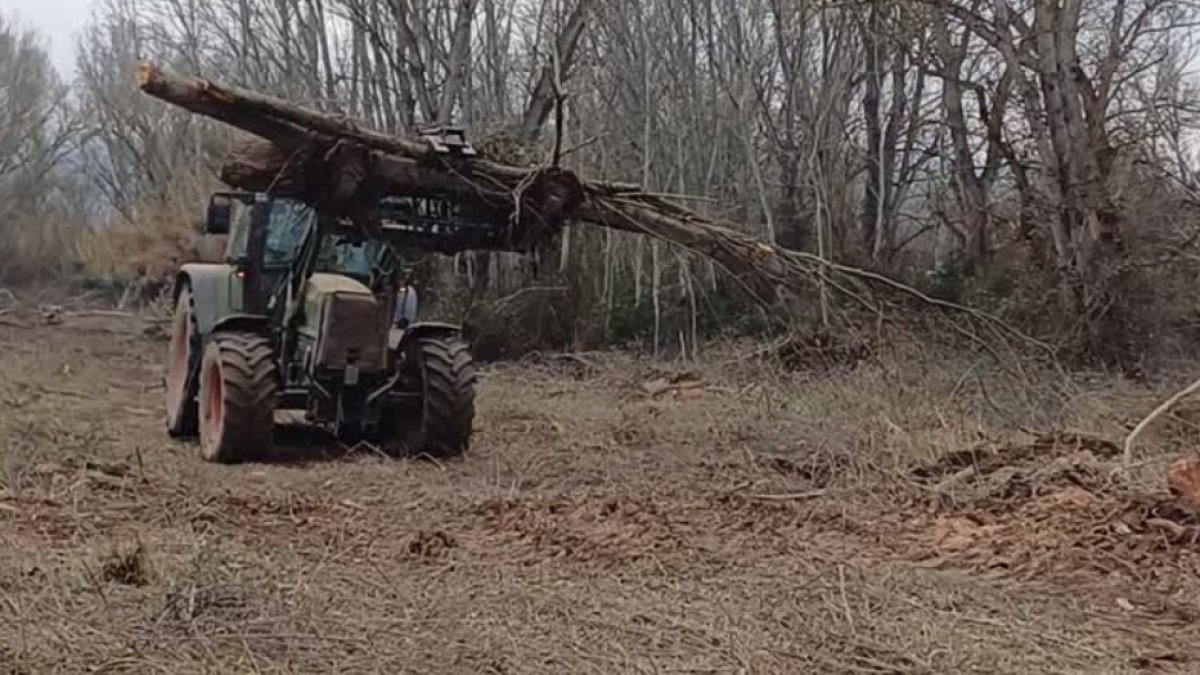Els treballs han començat amb l’eliminació dels exemplars d’arbres d’espècies invasores. - CHE