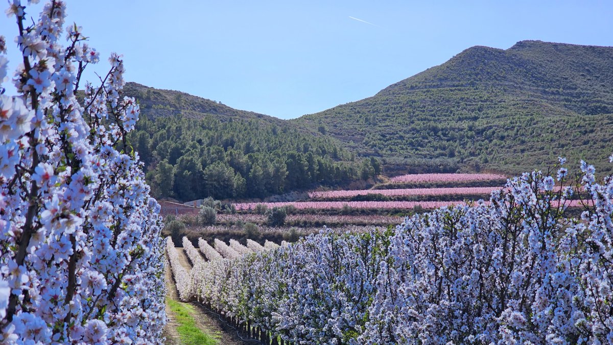 Arbres florits a la Granja d'Escarp.