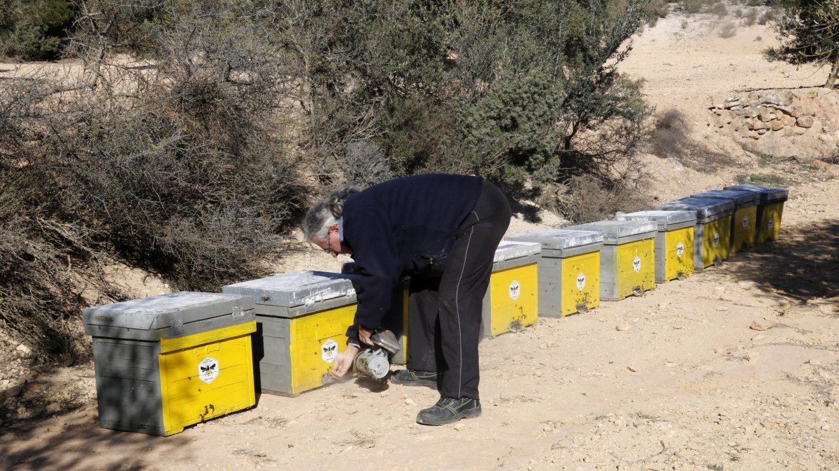 Momento de la llegada de las colmenas que estarán en la finca experimental de Maials. - ACN