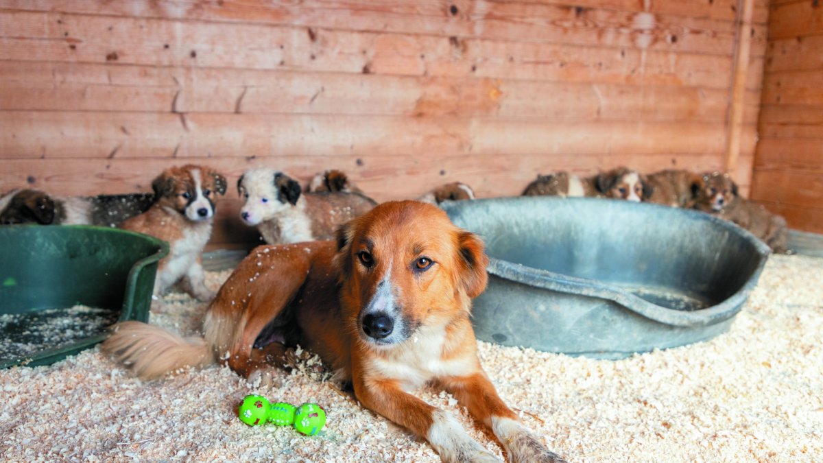 Mafre y sus diez cachorros se recuperan en la protectora Amigos Peludos de Seròs. - JORDI ECHEVARRÍA