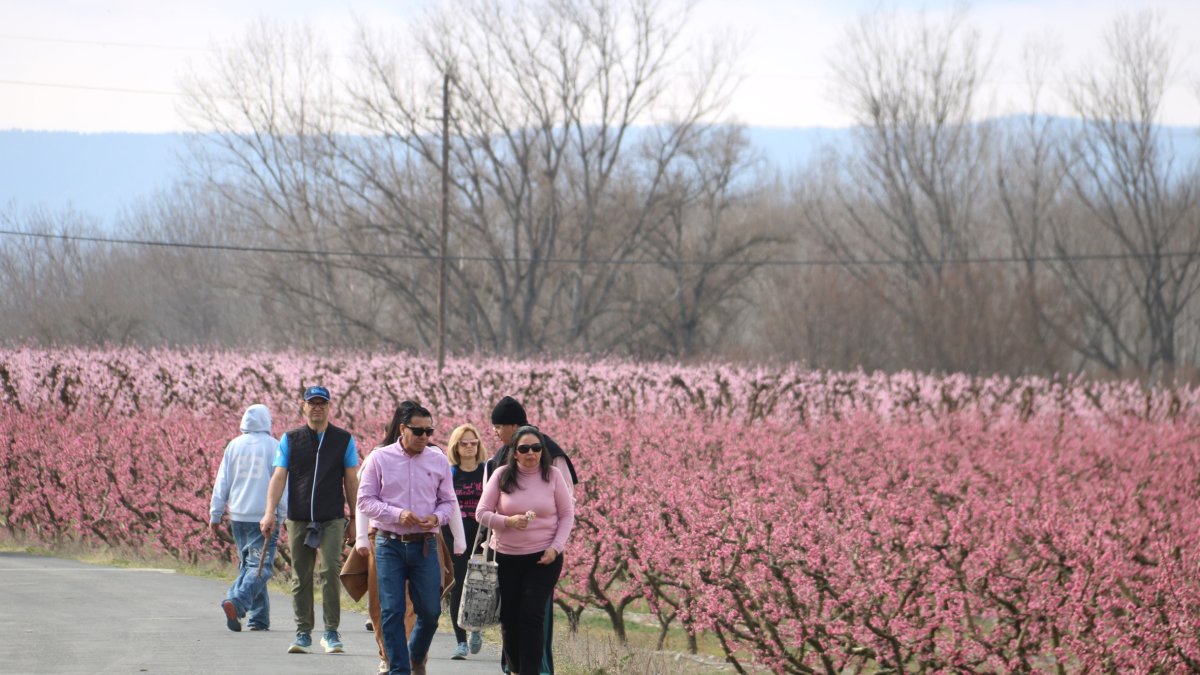 Varias personas visitando los campos floridos en una de las fincas agrícolas de Aitona. - J.ENJUANES