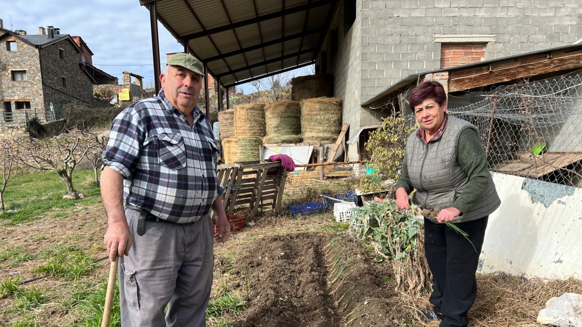 Joan Cirici i Pepita Duran, veïns d’Estamariu, planten la ceba de Coll de Nargó. - ACN