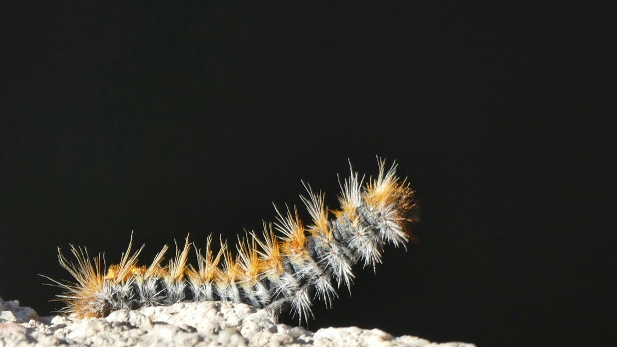 Una oruga procesionaria.