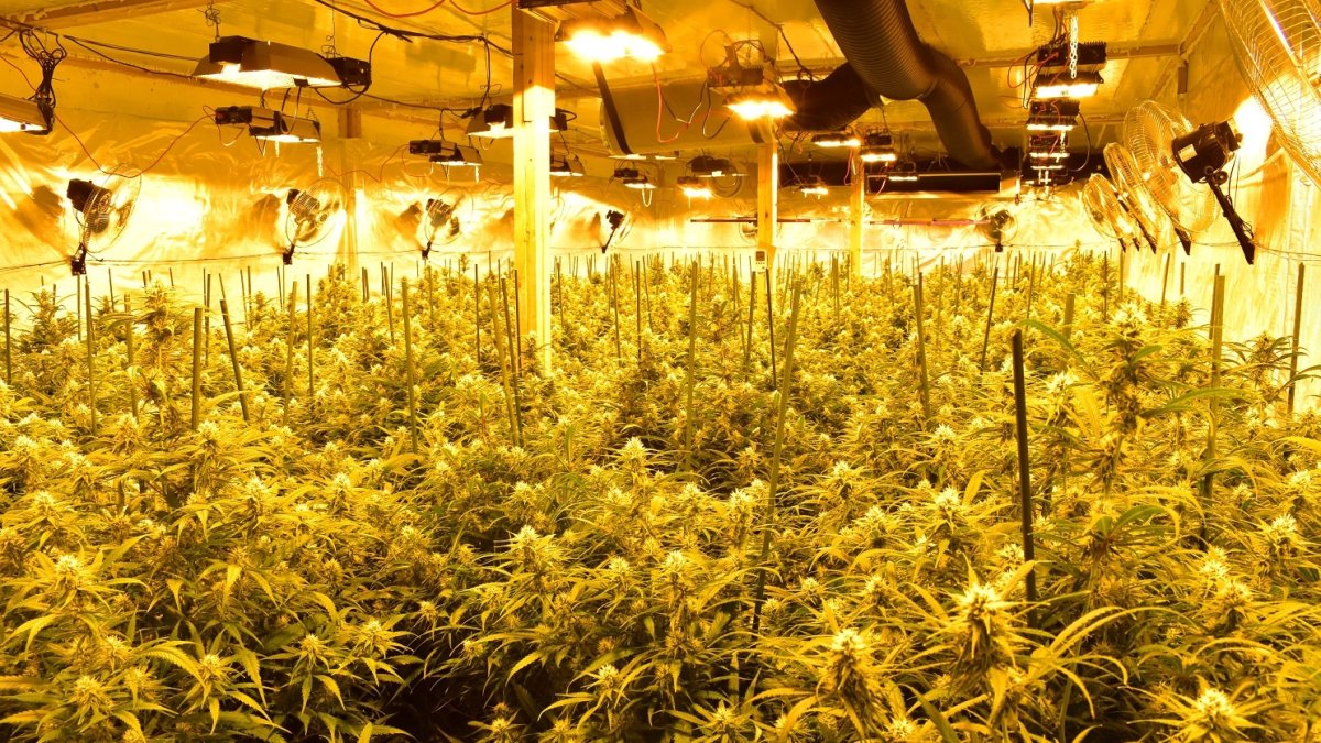 Se han decomisado 4.200 plantas de marihuana, 1.470 de ellas en una casa de Alcanó. - MOSSOS D’ESQUADRA