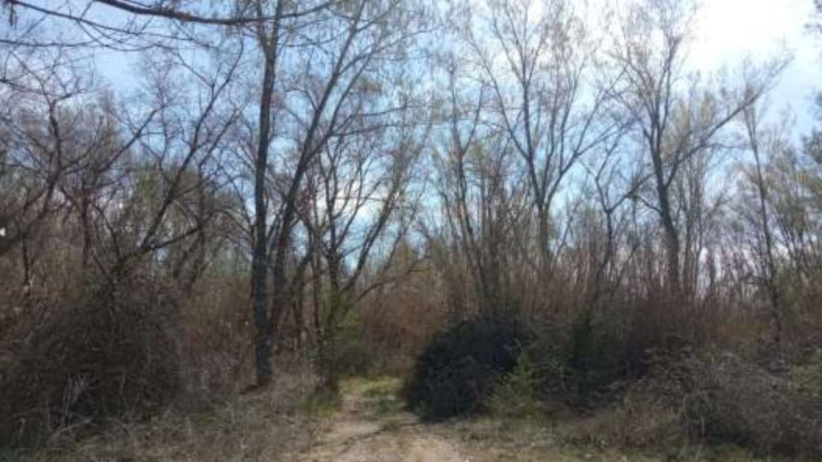 Una de las zonas donde está previsto actuar. - FORESTAL CATALANA