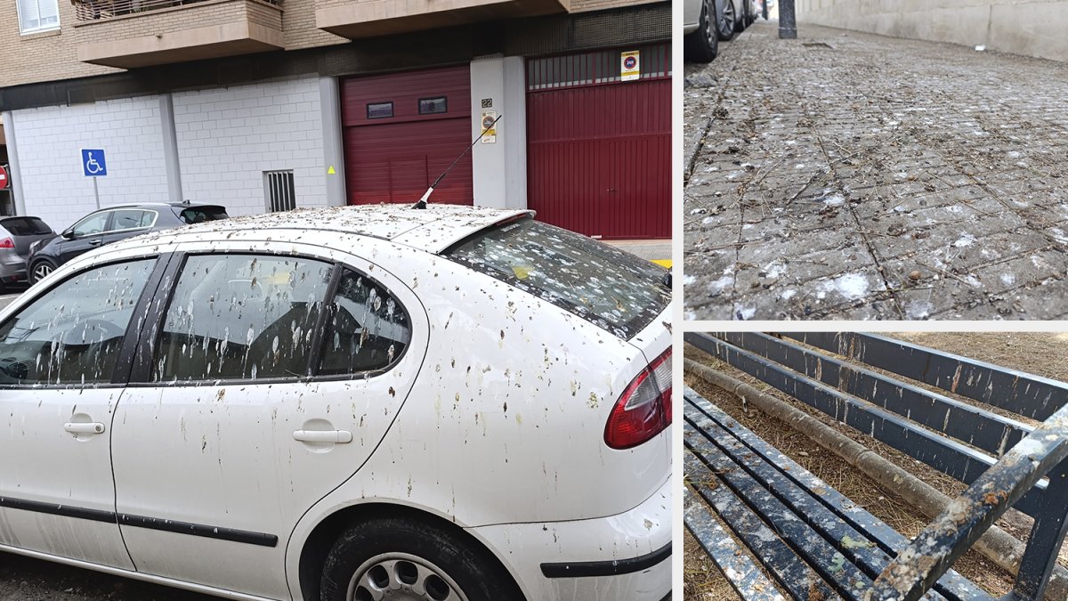 Imatges de la pluja d'exprements a passejos, carrers i avingudes de Lleida- S.ESPÍN