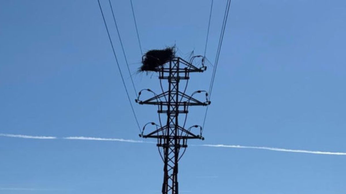 Un nido de cigüeñas en una de las torres de la línea eléctrica. - AJUNTAMENT DE LINYOLA
