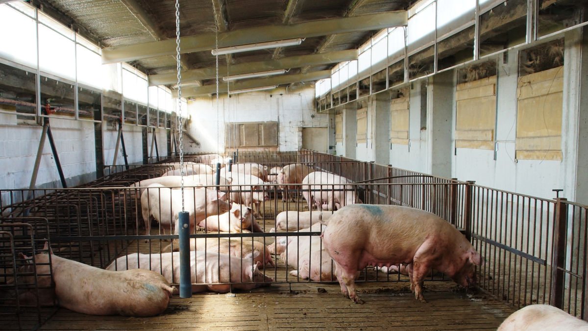 La normativa establia noves exigències en superfície per animal, entre altres aspectes. - JARC