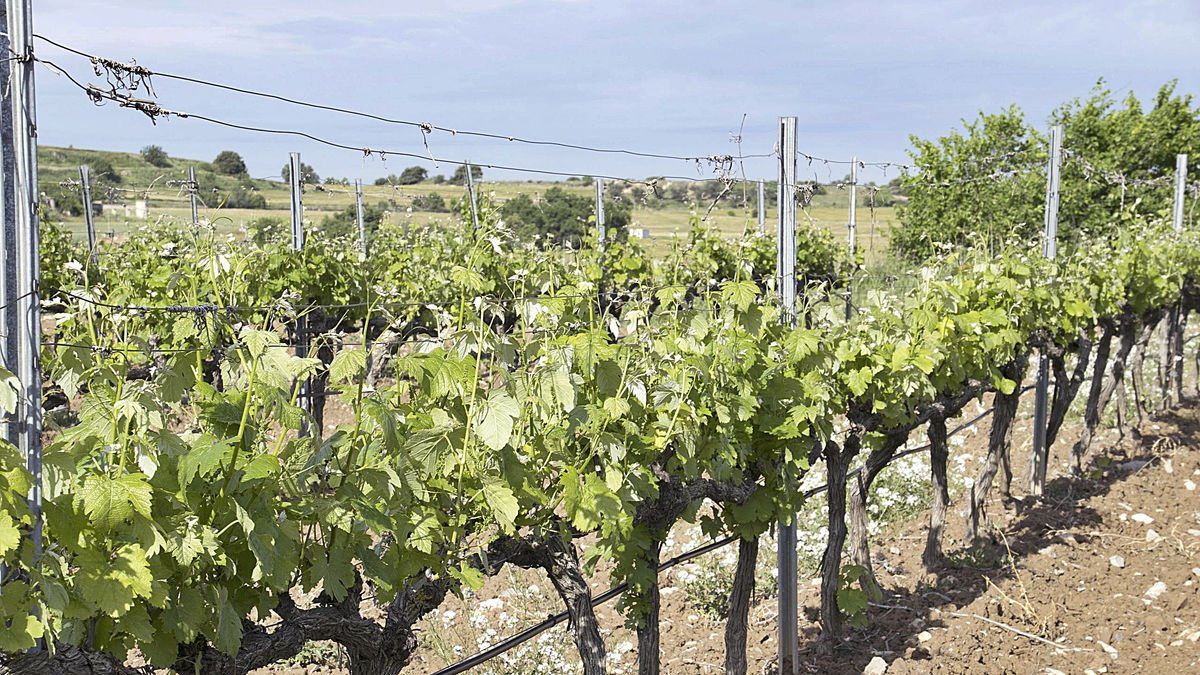 subzona v.d. riu corb - CELLER ANTONI GIRIBET