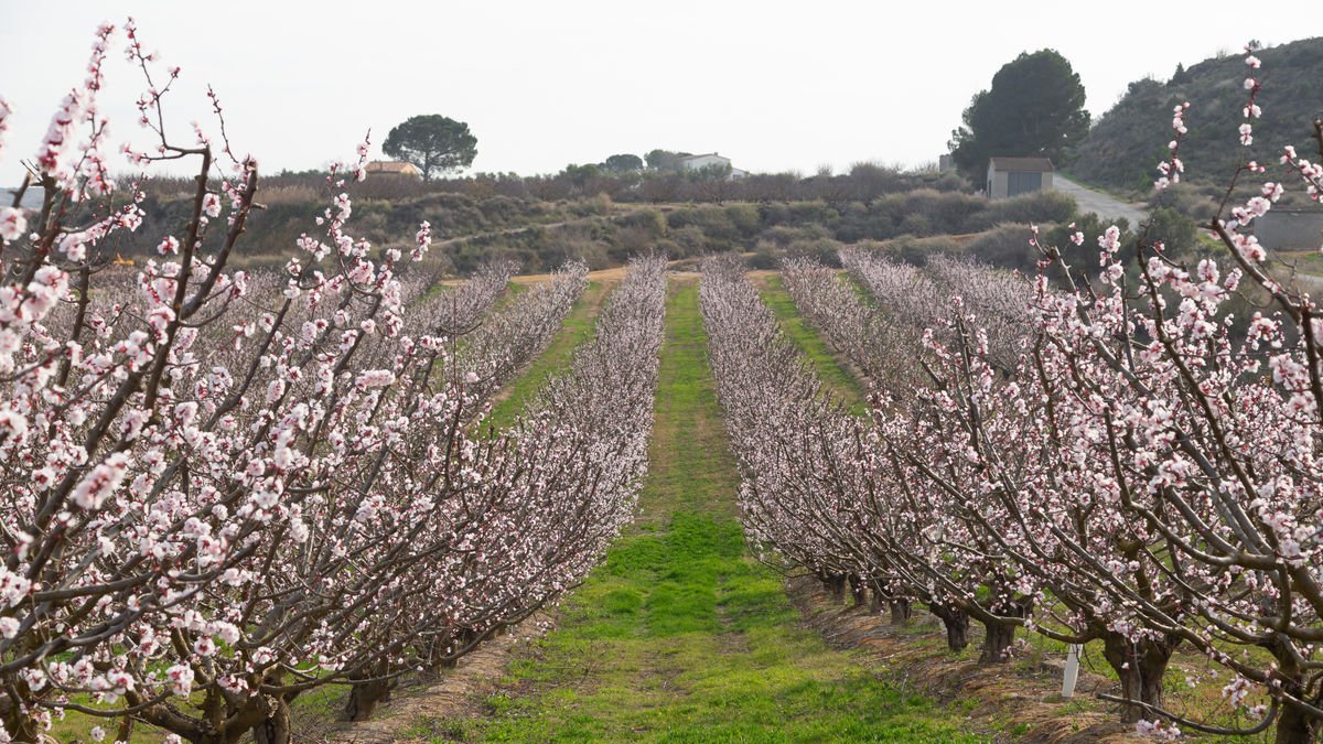 La floració, com aquesta estampa de la Granja d’Escarp, és tot un espectacle aquests dies. - JAVI ENJUANES