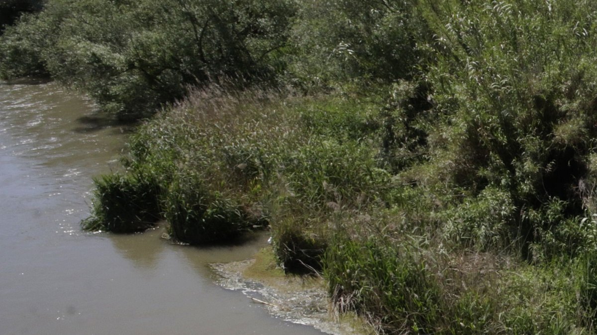 Imatge d'arxiu del riu Segre al seu pas pel municipi d'Aitona.