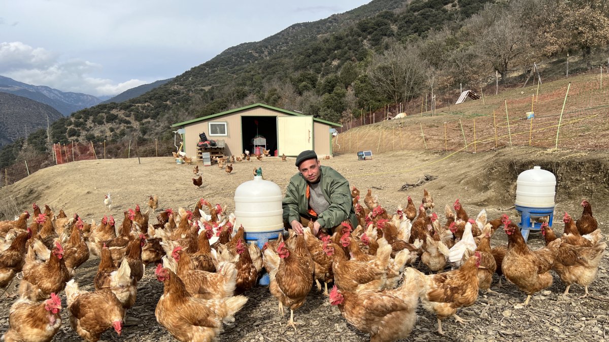 El joven granjero alturgellenc Pere Roca, con una parte de las 800 gallinas que tiene en una finca en les Valls de Valira.