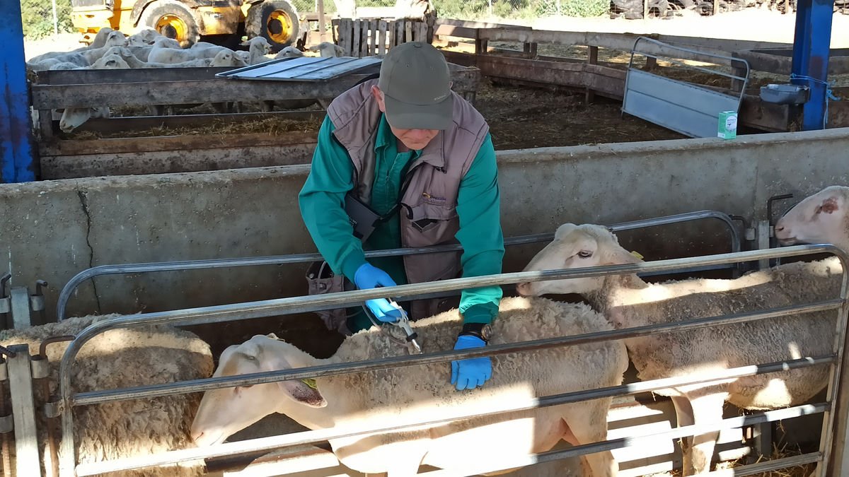 Un veterinari inocula la vacuna contra el serotip 3 de la malaltia de la llengua blava. - J. MARTÍNEZ