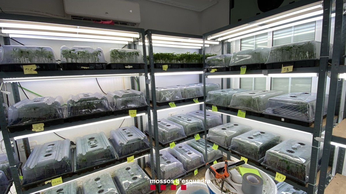 A Olivella, al Garraf, la xarxa tenia un laboratori d’esqueixos que després portava a les plantacions. - MOSSOS D’ESQUADRA