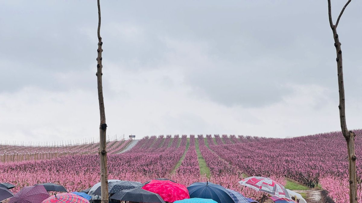 Los árboles en flor atraen a los turistas a Aitona incluso bajo la lluvia - AJUNTAMENT D’AITONA