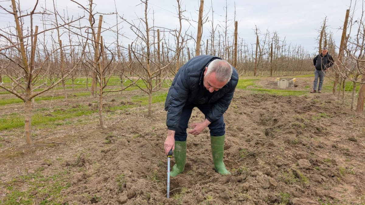 Els senglars van danyar una finca de pomeres a l’Horta de Lleida. - ASAJA