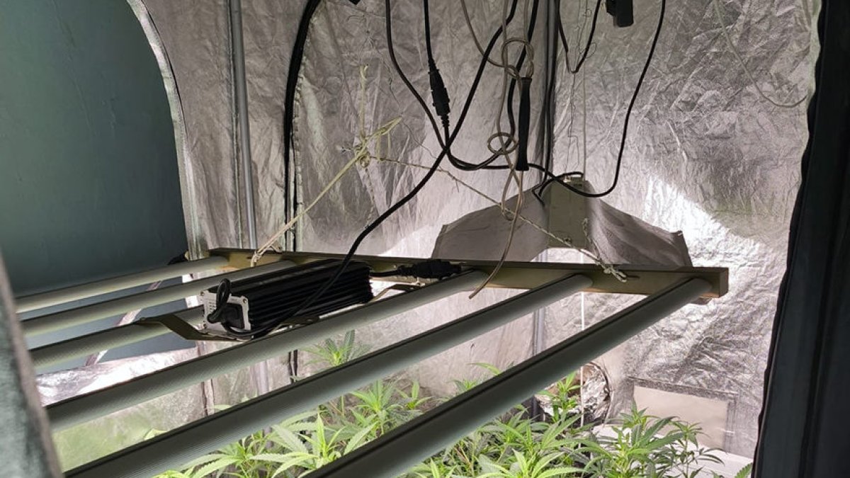 En el operativo se han decomisado un total de 131 plantas y 7,8 kilos de cogollos. - MOSSOS D’ESQUADRA