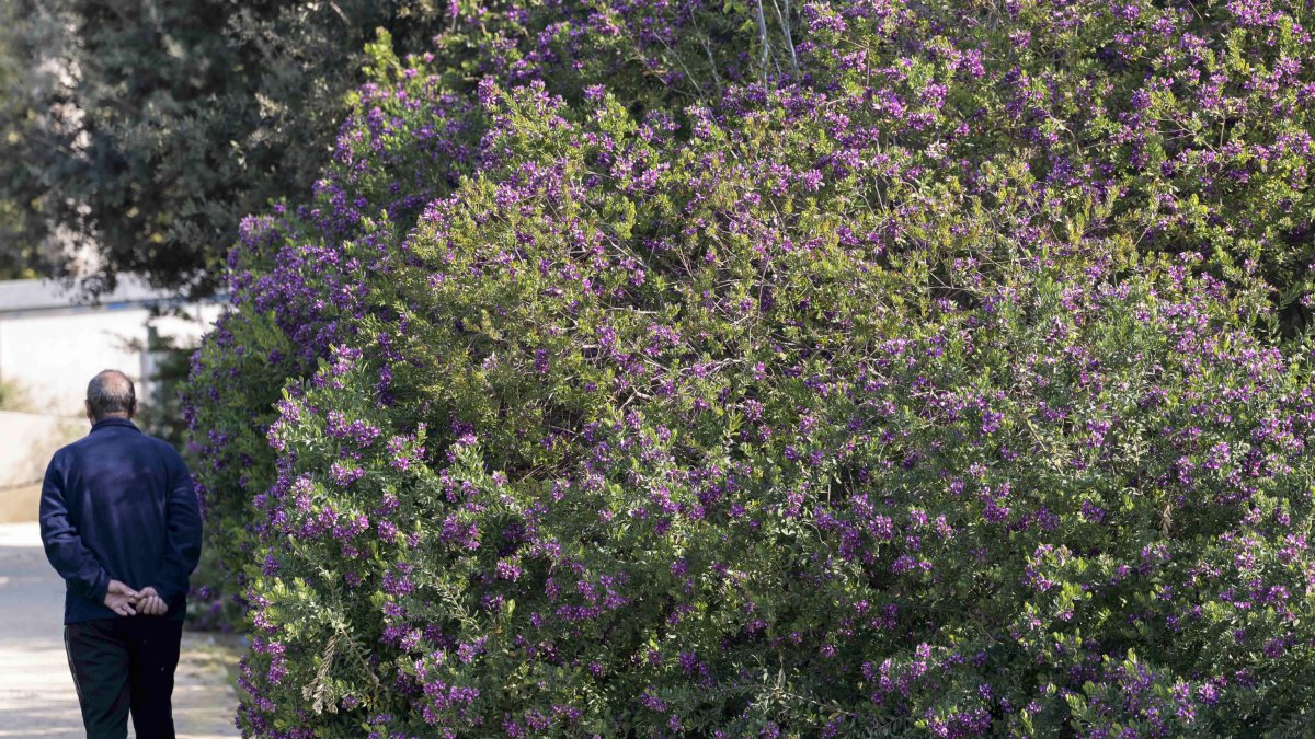 Una persona pasea junto a un arbusto repleto de flores.