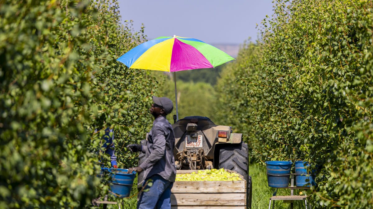 Un treballador recollint peres durant la campanya passada en una finca de Lleida. - JORDI ECHEVARRIA