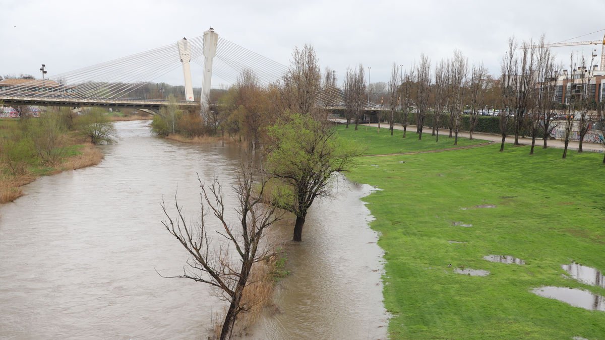 El riu Segre al seu pas per la capital va ‘envair’ part de la gespa de la canalització. - MAGDALENA ALTISENT