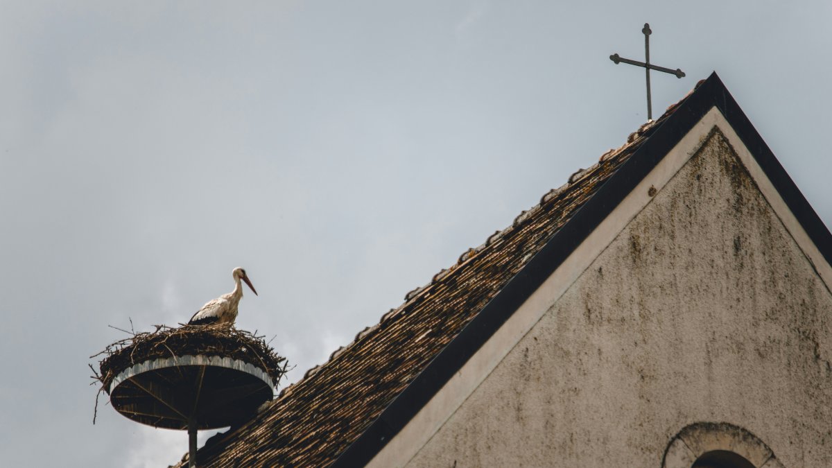 Una cigüeña en su nido en el techo de una iglesia.