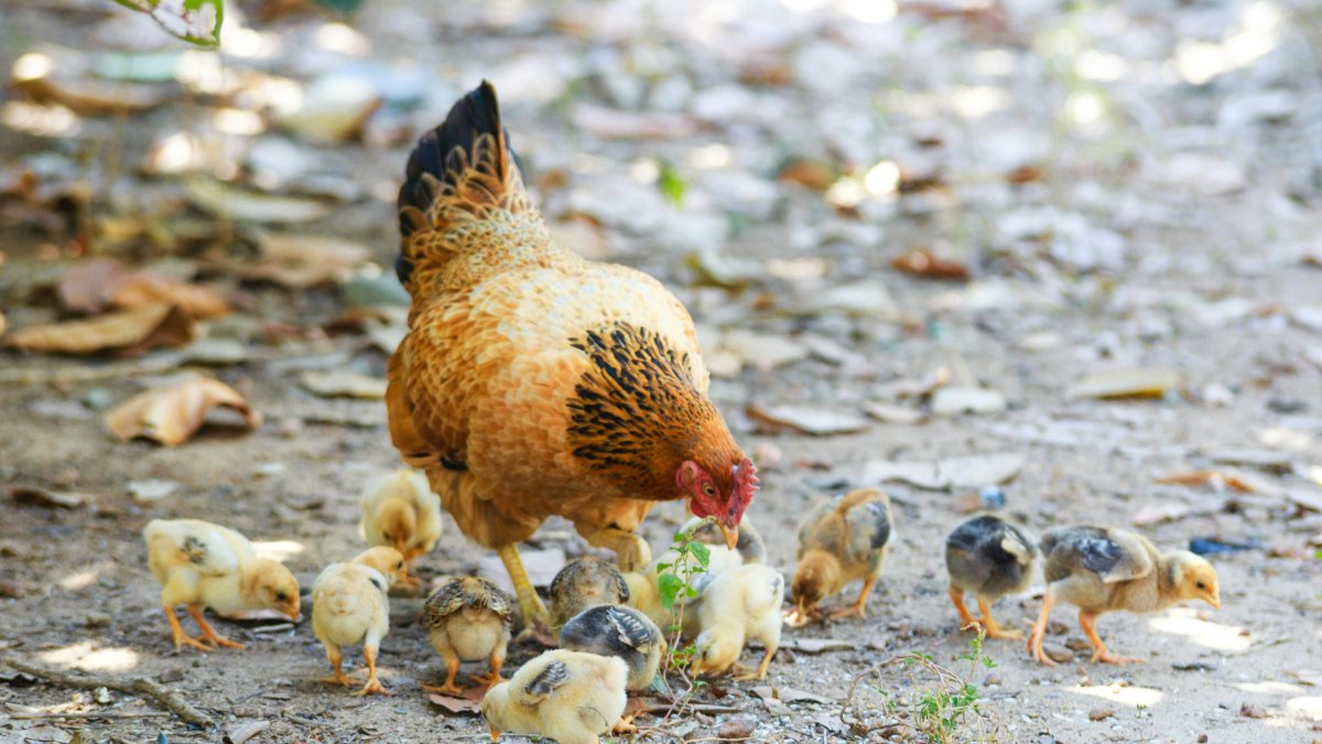 Una gallina.