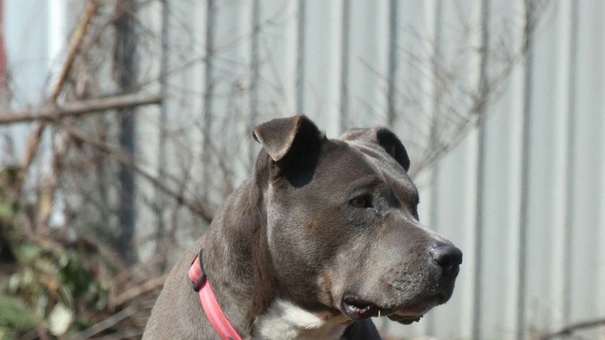 Un perro de raza pitbull.