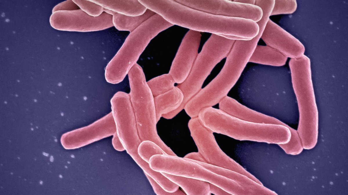 El bacteri que causa la tuberculosi.