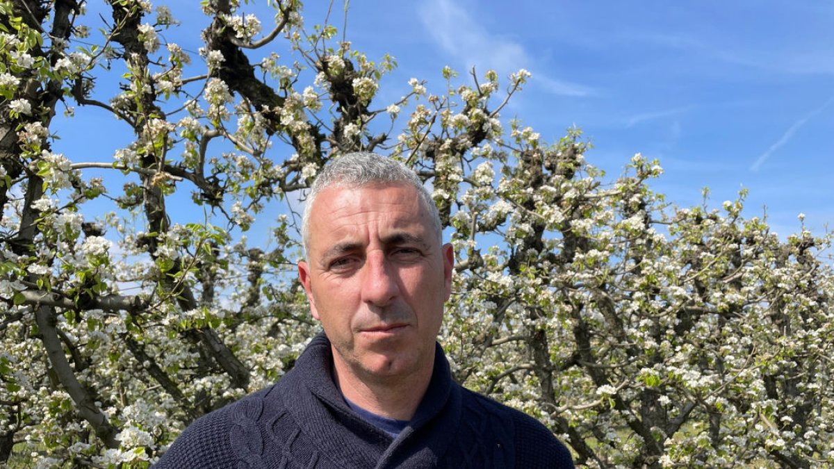 Gardeñes el jueves en su finca de Blanquilla en flor en una situación diametralmente opuesta a 2024. - UNIÓ DE PAGESOS