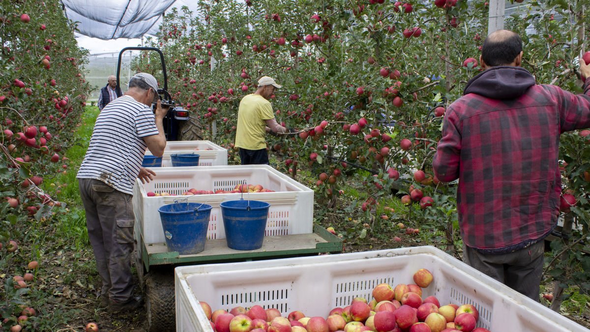 El mercat del Canadà ja s’interessa per la fruita catalana. - ROGER BARRAGÁN