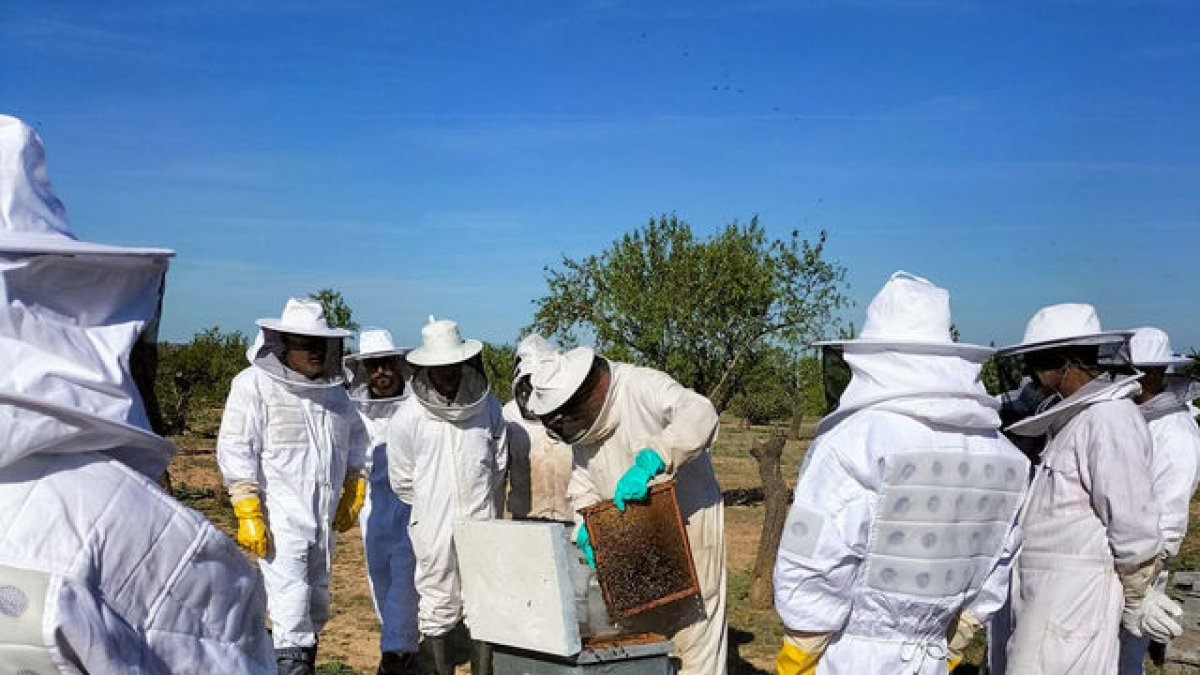 ‘Apivisites’ per conèixer com viuen les abelles - A. CAMARASA