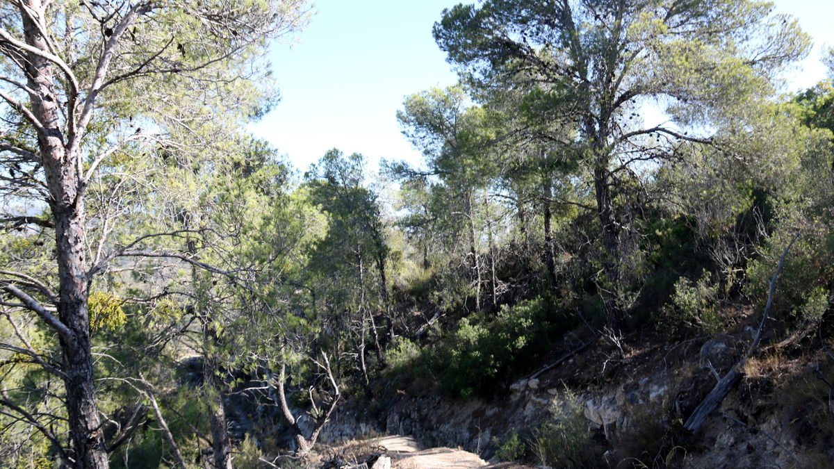 Terrenos forestales en Almatret. - ACN