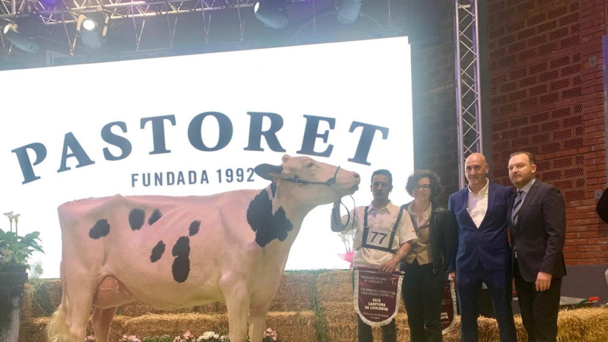 Ejemplar ganador en la 25ª edición del concurso de vaca frisona. - FEDERACIÓ DE FRISONA DE CATALUNYA