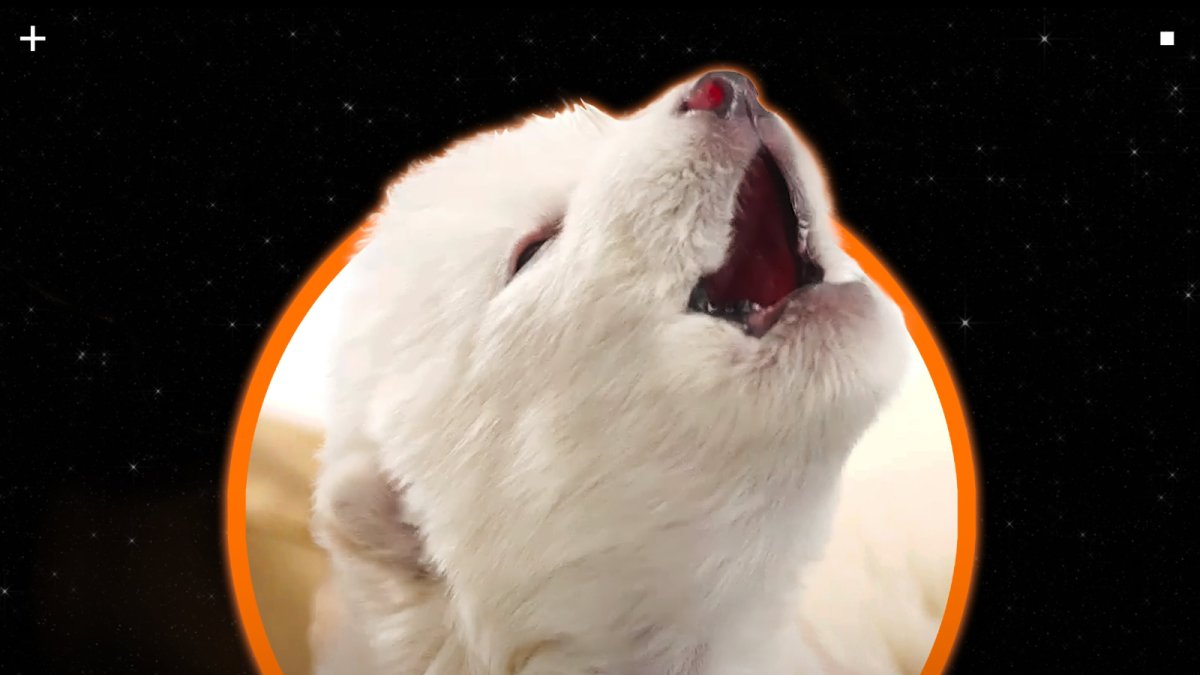 Fotografia presa d’una publicació al compte oficial de la xarxa social X de Colossal Biosciences que mostra un dels dos llops 