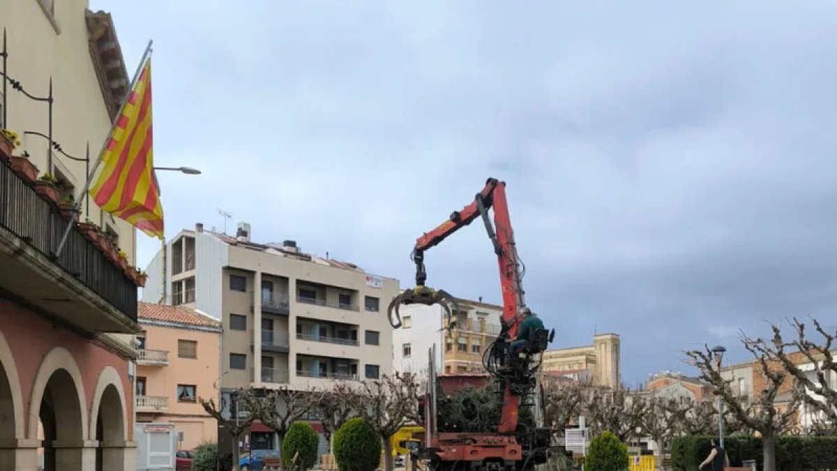 En total se han talado ocho pinos que estaban enfermos en la plaza del ayuntamiento. - AJUNTAMENT ARTESA DE SEGRE