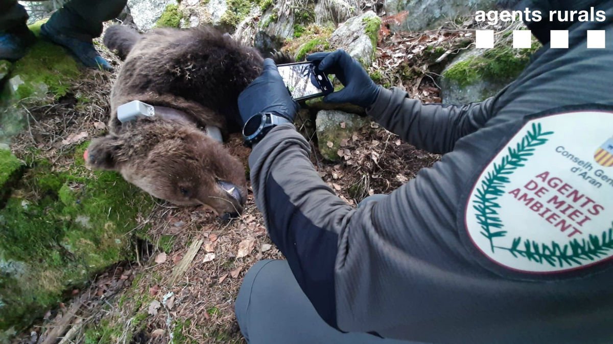 El cadáver del oso Cachou, hallado el 9 de abril de 2020. El rictus de su boca hizo sospechar de veneno. - CONSELH GENERAU D’ARAN