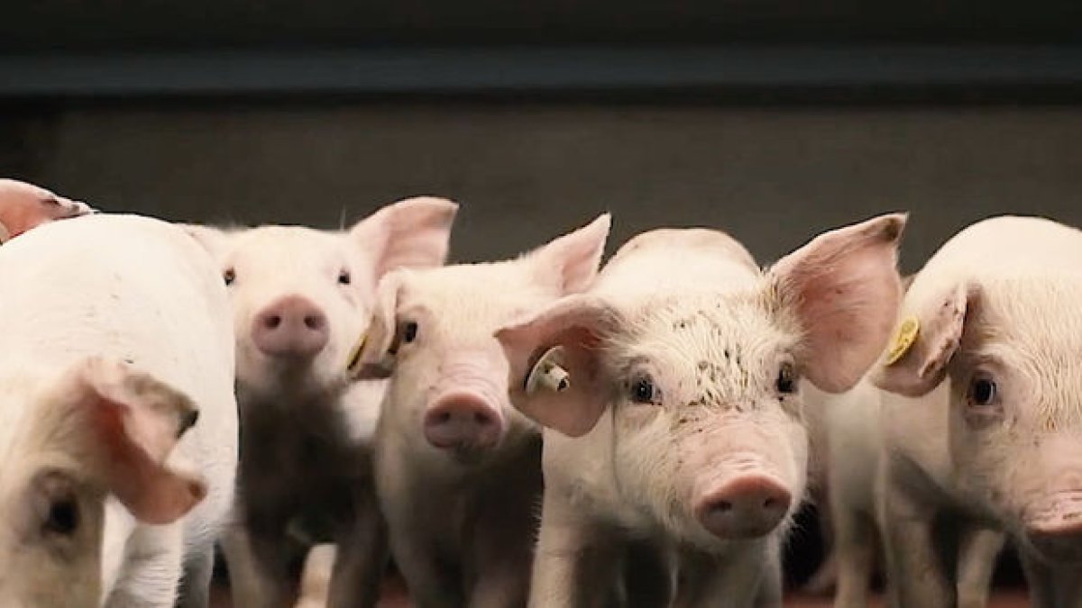 Lleida y Huesca son los líderes indiscutibles en producción de porcino. - INTERPORC