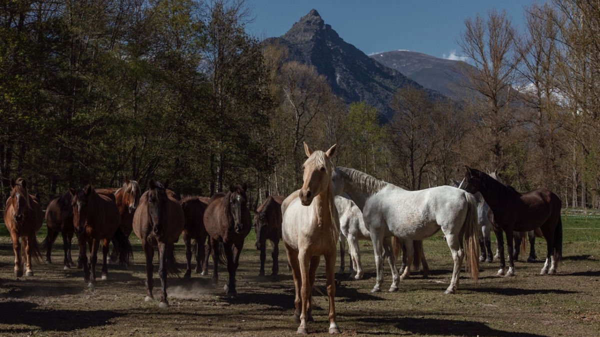 La Fundació acull als seus prats a Ribera de Cardós un ramat de 21 equins i un altre de quatre. - CAVALLS DEL PIRINEU