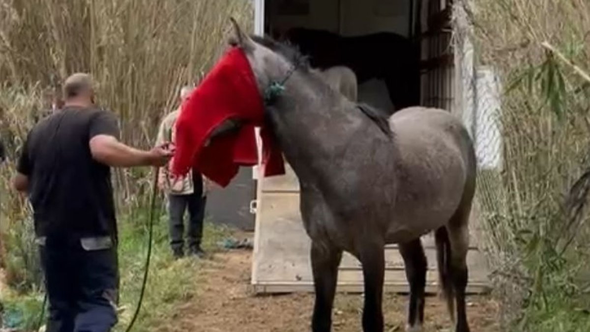 Trasllat dels animals fins al vehicle especial. - A. B. B.