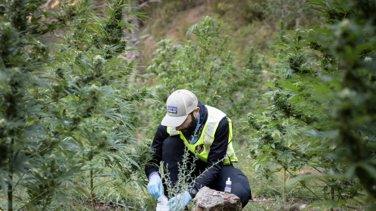 Un Mosso analizando el nivel de THC de una plantación de marihuana desmantelada en La Seu de Urgell en el 2023.
