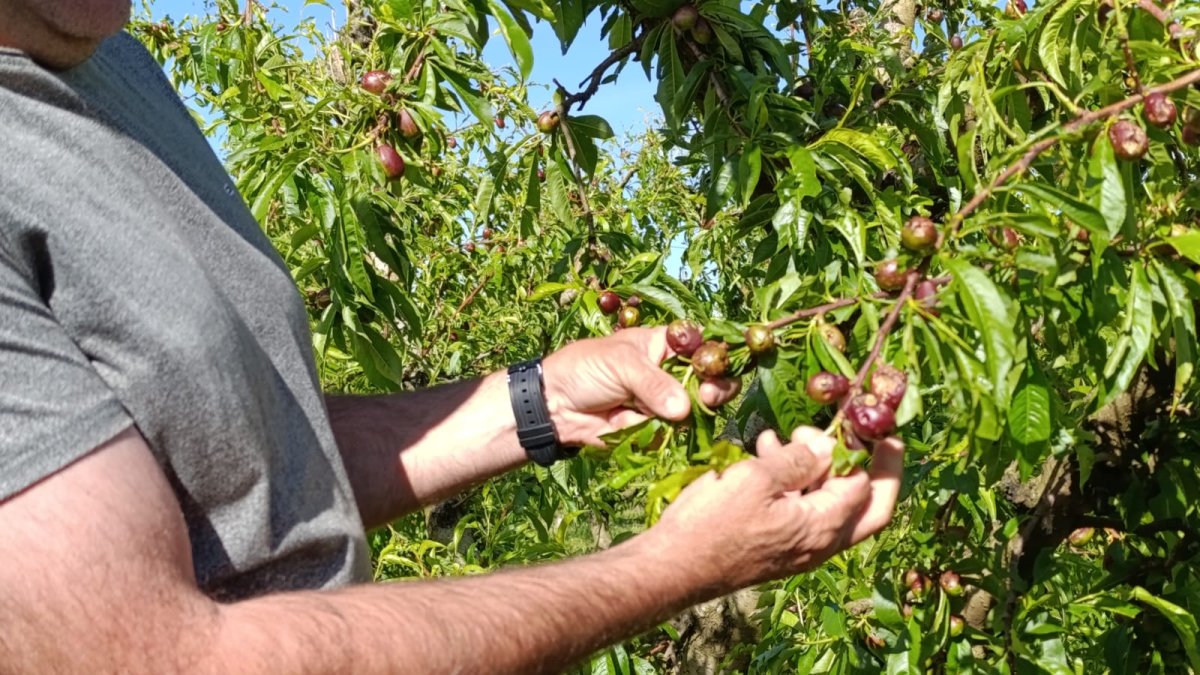 Nectarines a Alcarràs afectades per la pedregada d'aquest dissabte