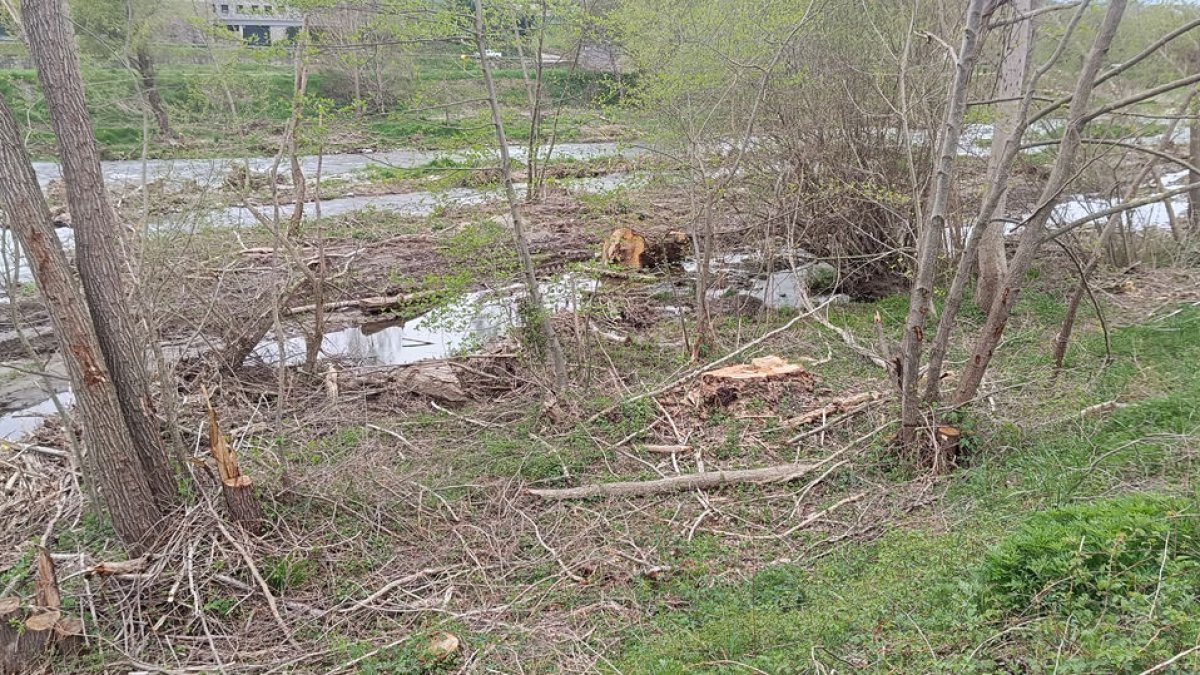 Imagen de los restos de vegetación que el ayuntamiento reclama que retire la empresa adjudicataria. - C.SANS