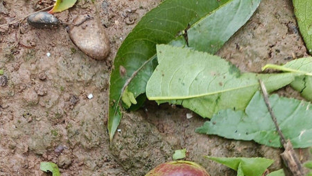 Fruita destrossada per la pedra.