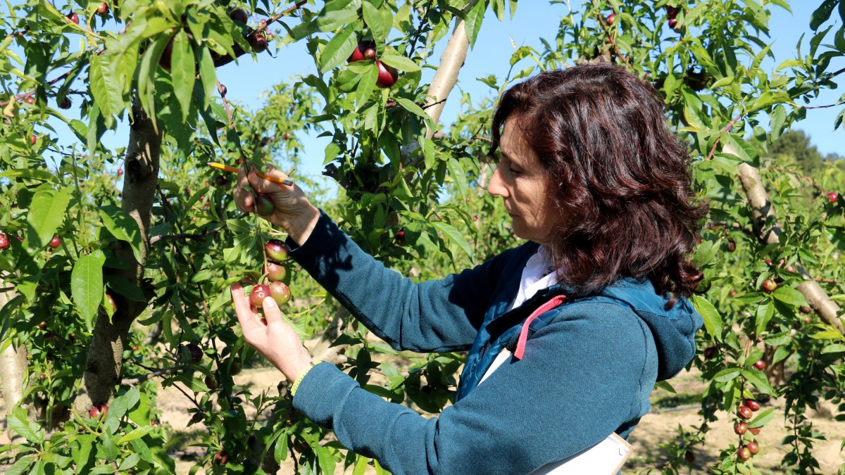 Una perita de Agroseguro muestra nectarinas afectadas por la granizada en una finca de Soses, en el Segrià.