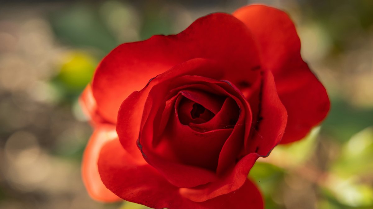 Una rosa roja.