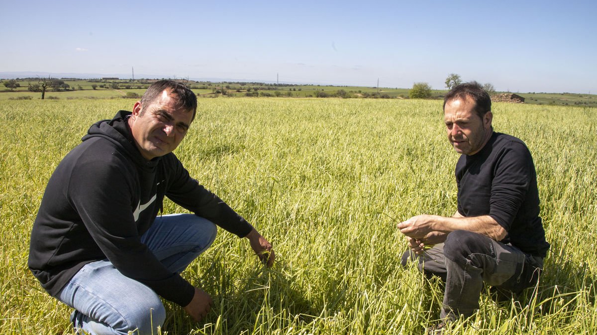 Antoni Gilabert y Salvador Nadal analizan la situación de esta finca. - LAIA PEDRÓS