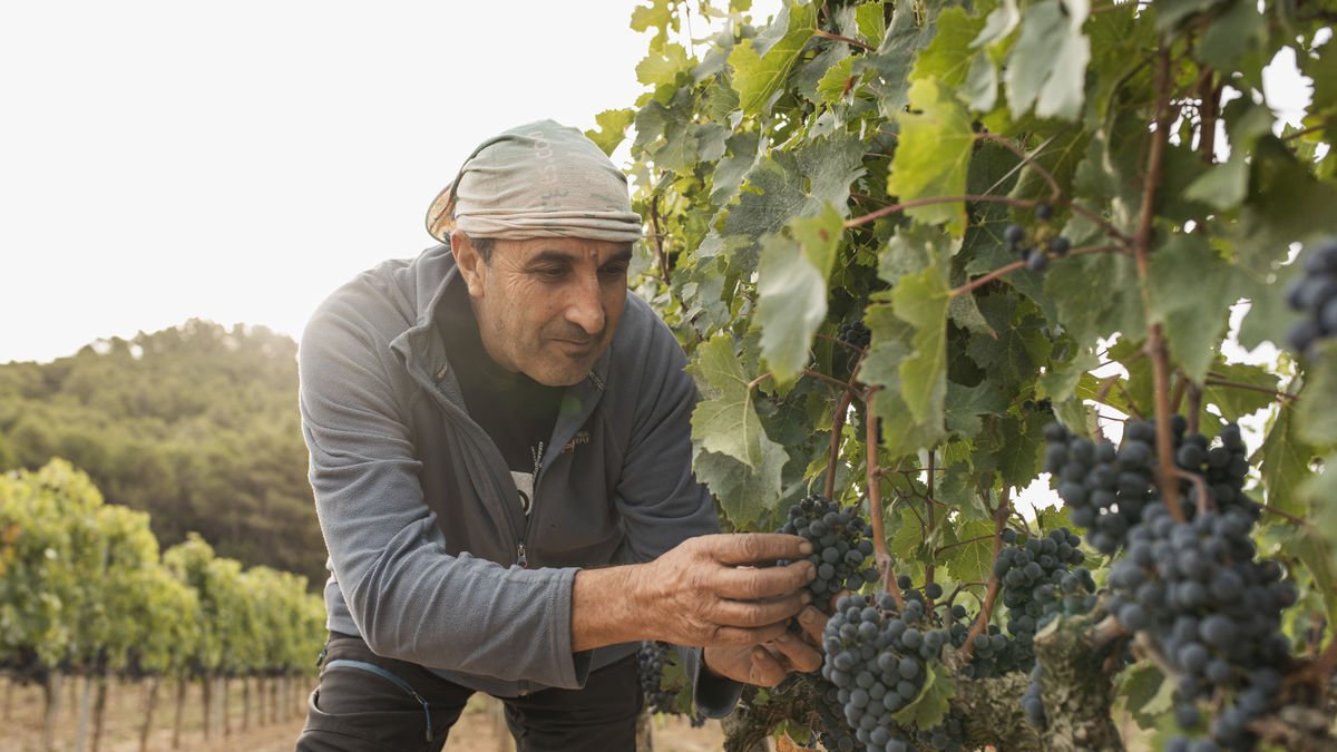subzona GARRIGUES - BLUECOLLECTORS