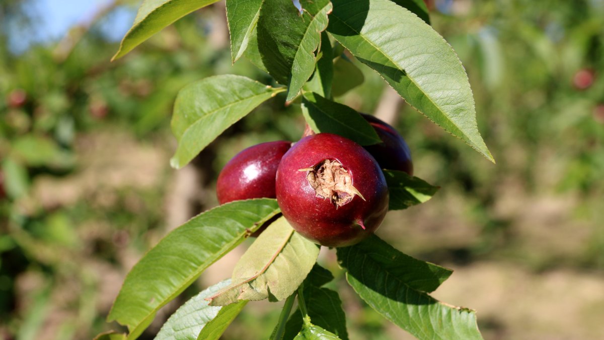 Fruits petits de nectarina afectats per la calamarsada.