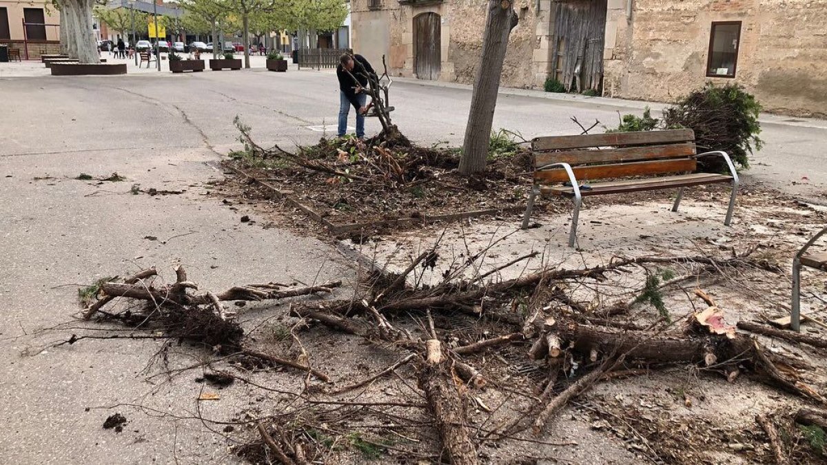 Un dels veïns, portant a terme les tasques de poda dels arbres. - A. EL POAL